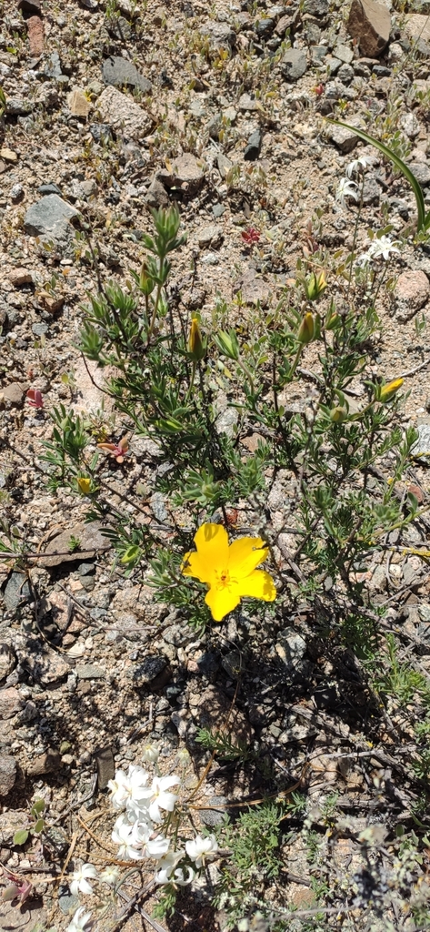 Balbisia peduncularis from Caldera, Atacama, Chile on September 14
