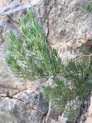 iNaturalist observation photo of Schott's Pygmycedar