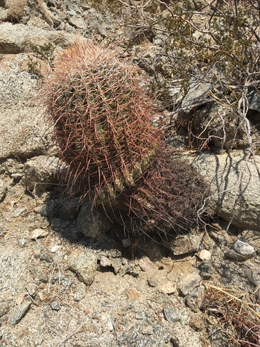 iNaturalist observation photo of California Barrel Cactus