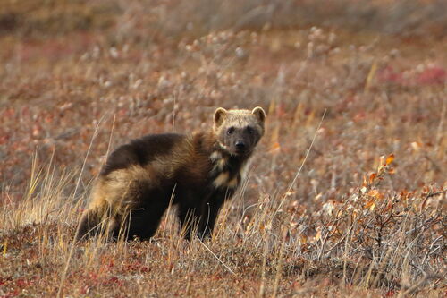 Wolverine