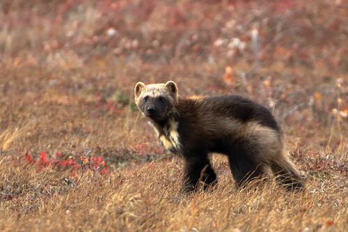 Wolverine