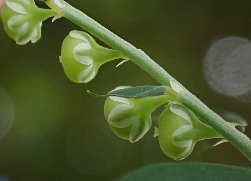 niruri (Phyllanthus debilis)