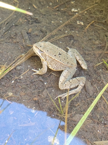 Cascades Frog