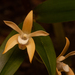 Dendrobium adae - Photo 由 Lorenzo Bertola 所上傳的 (c) Lorenzo Bertola，保留所有權利