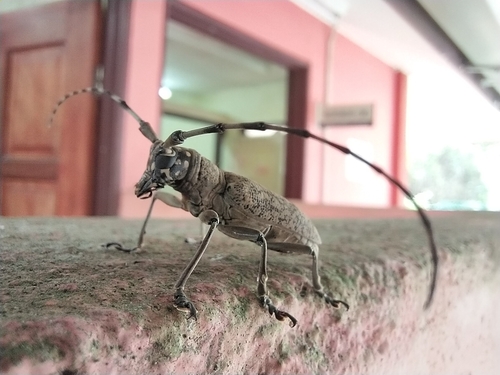 Pelargoderus malaccensis