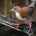 Red-and-white Crake - Photo (c) Caio Brito, all rights reserved, uploaded by Caio Brito