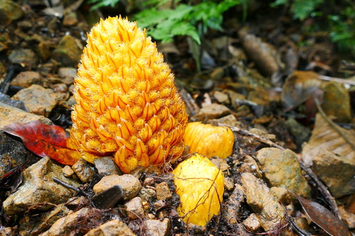Hachettea austrocaledonica