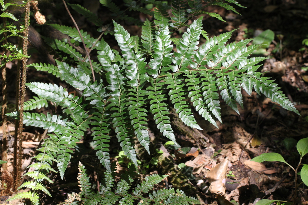 Polystichum grandifrons (Polystichum grandifrons)