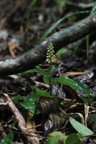 Goodyera boninensis