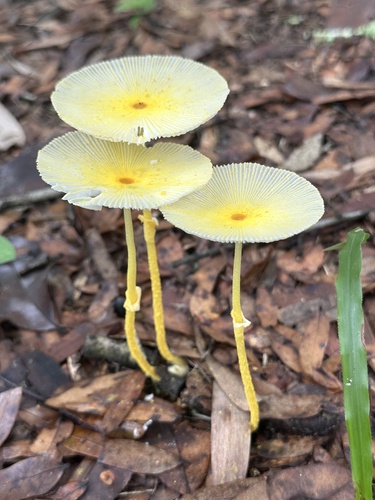 Fragile Dapperling