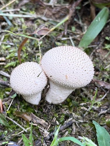 Lycoperdon perlatum — Common Puffball