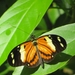 Heliconius numata robigus - Photo (c) Palhas, todos los derechos reservados, subido por Palhas