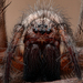 House Funnel-web Spiders - Photo (c) Frederik Leck Fischer, all rights reserved, uploaded by Frederik Leck Fischer