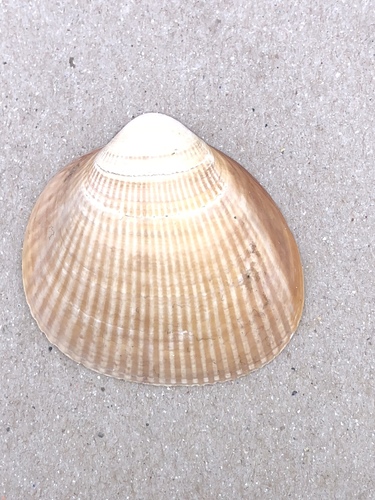 Norwegian Egg Cockle