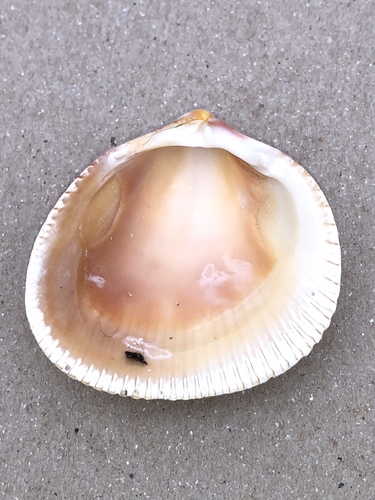 Norwegian Egg Cockle