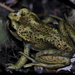 Valdivia Spiny-chest Frog - Photo (c) Michael Weymann, all rights reserved, uploaded by Michael Weymann