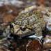 La Parva Spiny-chest Frog - Photo (c) Michael Weymann, all rights reserved, uploaded by Michael Weymann