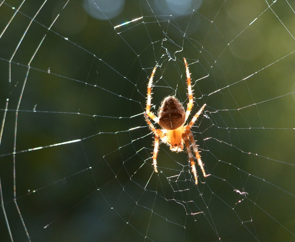 Cross Orbweaver from Pleasant Valley, Portland, OR, USA on September 19 ...