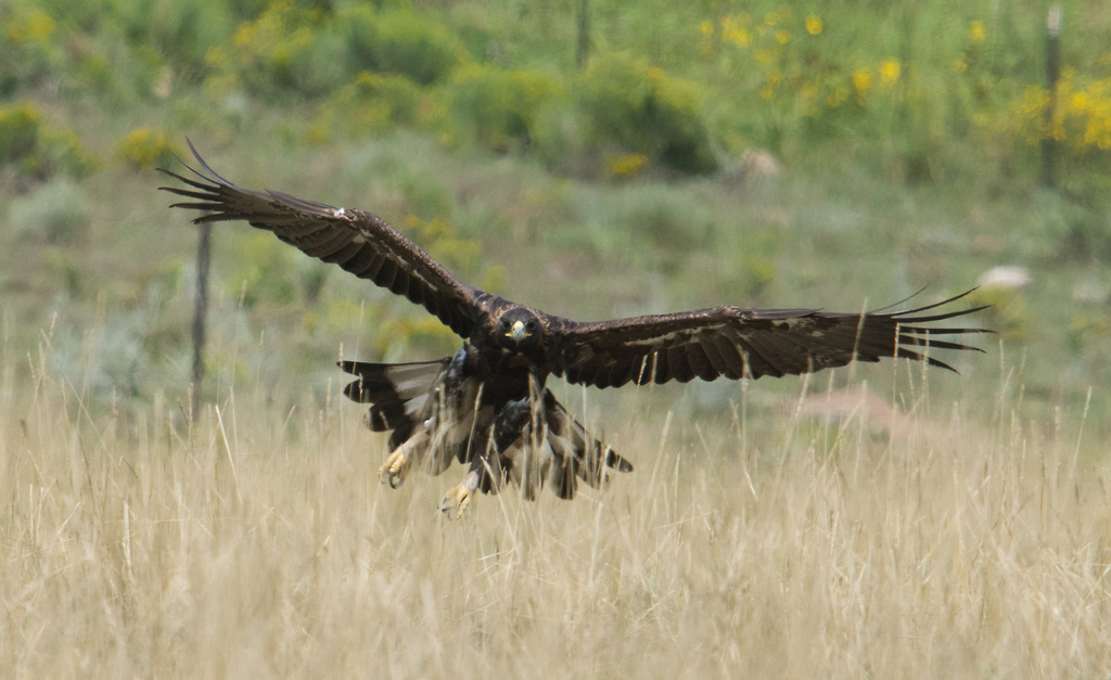 Golden Eagle From Pueblo County, Co, Usa On August 2, 2021 At 02:10 Pm 