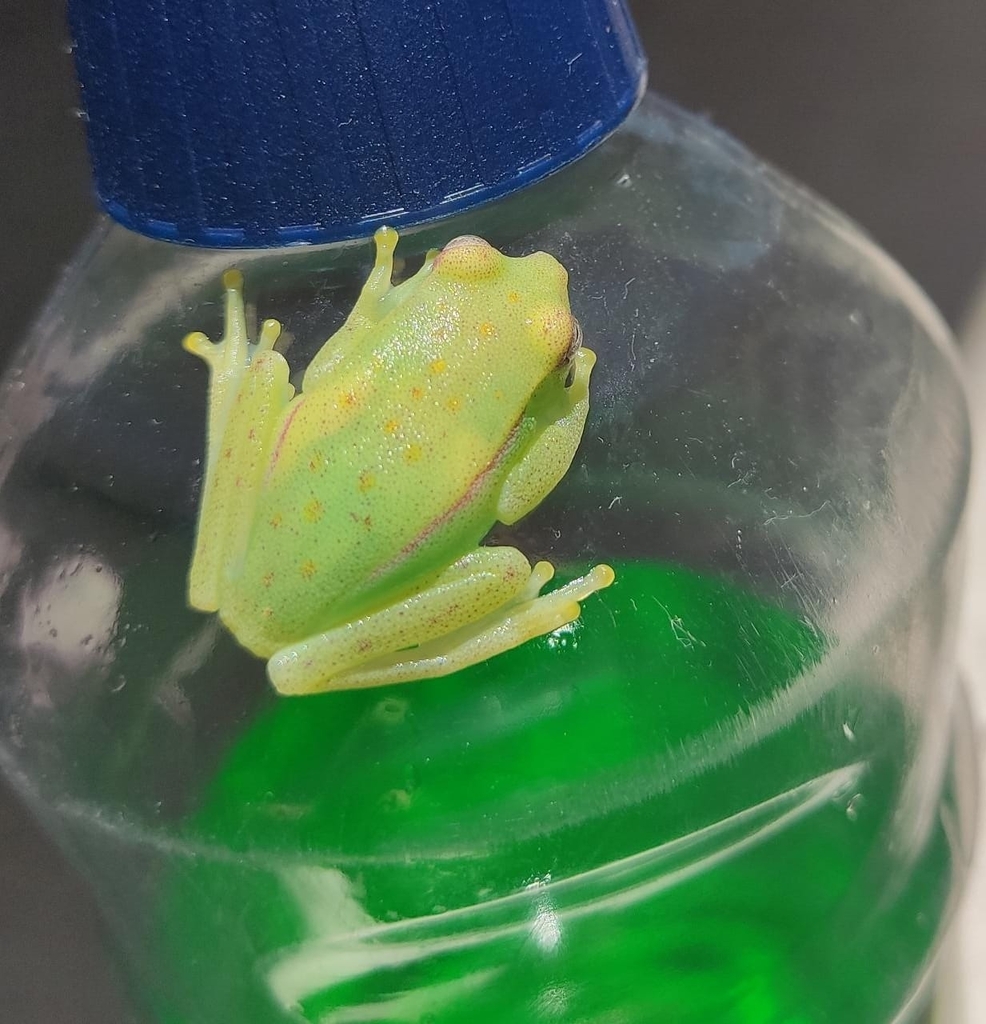 Polka-dot Tree Frog from Cabralzinho, Macapá - AP, 68906-849, Brasil on ...