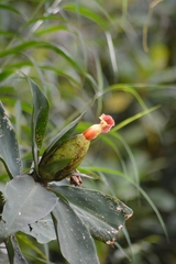 Costus laevis image