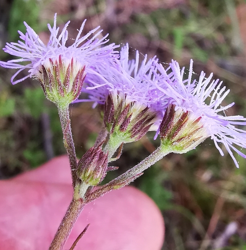 Conoclinium gonzaleziae