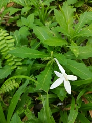 Hippobroma longiflora image