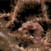 Observation photo