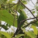 Philippine Leafbird - Photo (c) Gil Ewing, all rights reserved, uploaded by Gil Ewing