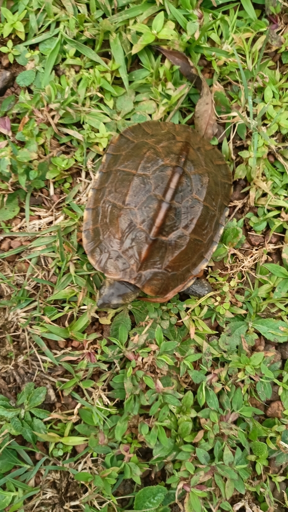 Indian Black Turtle from Agumbe, Karnataka, India on September 19, 2022 ...