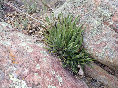 Agave toumeyana var. toumeyana