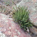 Agave toumeyana toumeyana - Photo (c) Ryan O'Donnell, όλα τα δικαιώματα διατηρούνται, uploaded by Ryan O'Donnell