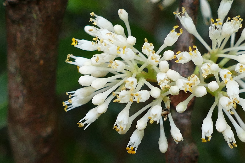 Comptonella oreophila (Comptonella oreophila)