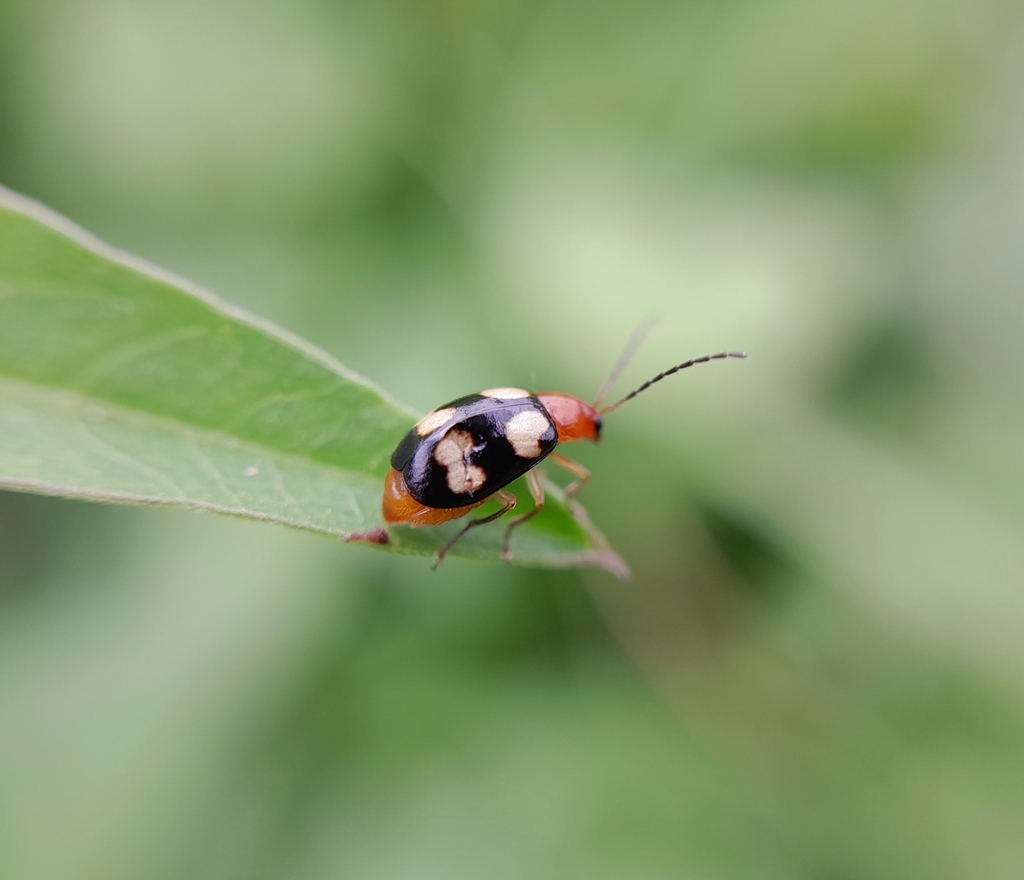 Monolepta signata from Pyin Oo Lwin on September 08, 2022 at 0127 PM