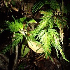 Selaginella arthritica image