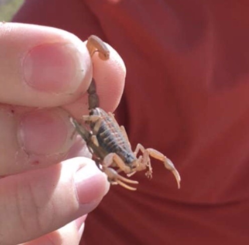 Hentz Striped Scorpion