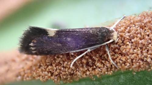 Psychoides filicivora (Meyrick, 1937)