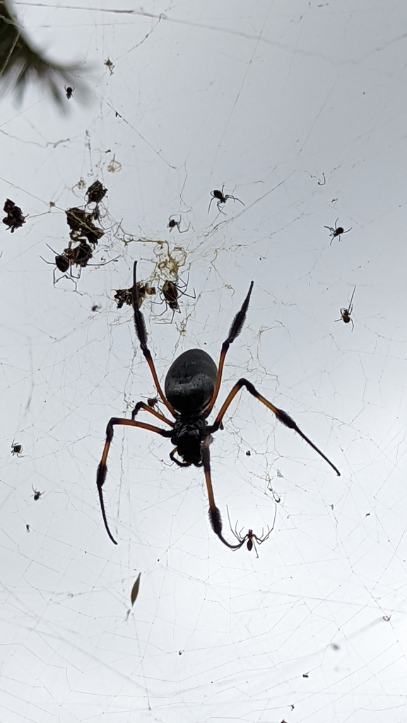 redleg-orbweaver-from-saint-leu-97436-la-r-union-on-september-20-2022