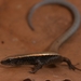 Gymnophthalmus underwoodi - Photo (c) Lucas Rosado, todos los derechos reservados, subido por Lucas Rosado