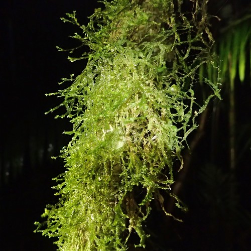 Neckeraceae image