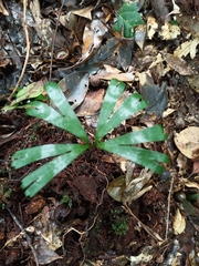 Schizaea elegans image