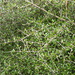 Coprosma propinqua propinqua - Photo (c) David Lyttle, όλα τα δικαιώματα διατηρούνται, uploaded by David Lyttle