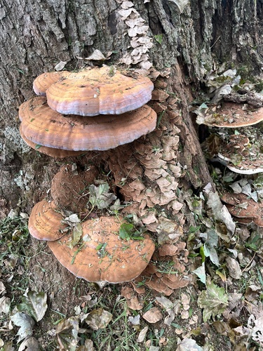 Plokščiasis blizgutis nuotrauka
