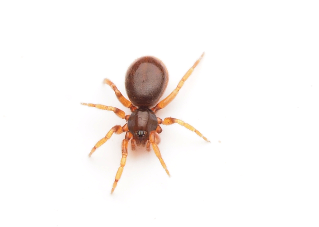 Pelicinus from Balmoral Ridge QLD 4552, Australia on September 21, 2022