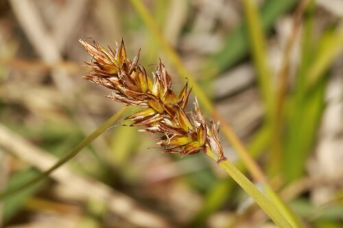 Carex arenicola