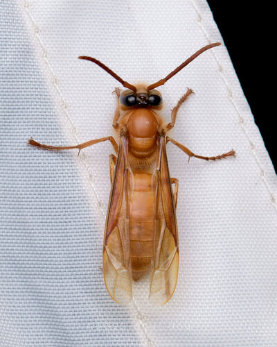 Provespa barthelemyi