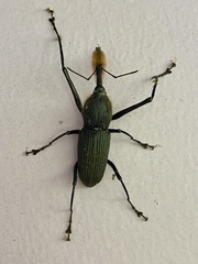 Rhinostomus barbirostris image