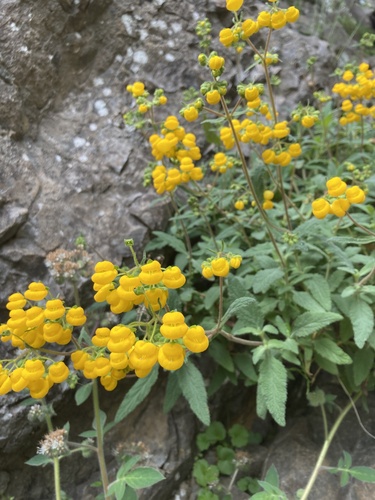 Calceolaria auriculata