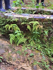 Adiantum concinnum image