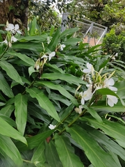 Hedychium coronarium image